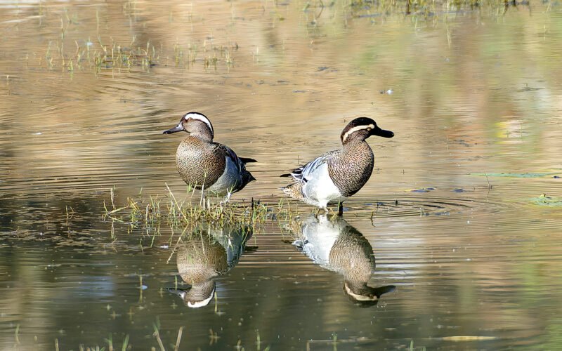 बिग-बर्ड डे पर विशेषज्ञों ने की बर्ड काउंटिंग 