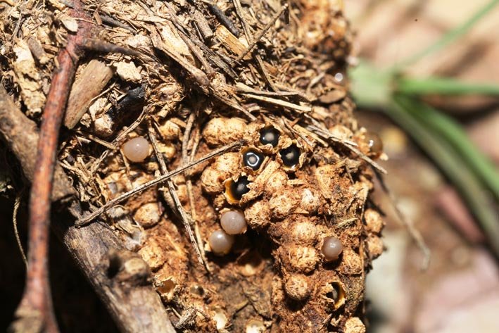 राजस्थान में पहली बार दिखी स्पिरोबोलस जयसुखियेंसिस