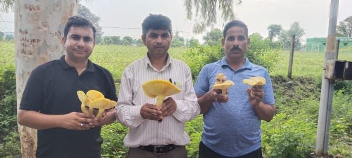 गिस्तानी खुम्भी को प्रयोगशाला में उगाने के लिए कृषि विश्व विधालय उदयपुर में अनुसन्धान आरम्भ: परियोजना प्रभारी