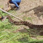 पटेलवाडा में 12 फीट लंबे अजगर का रेस्क्यू 