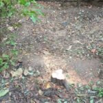 बसन्त विहार पार्क में चंदन के पेड़ चोरी