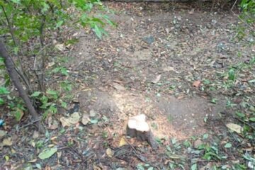 बसन्त विहार पार्क में चंदन के पेड़ चोरी