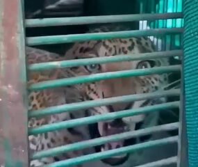 लक्ष्मणगढ़ में दहशत का पर्याय बना लेपर्ड पकड़ा गया, वन विभाग ने किया सफल रेस्क्यू