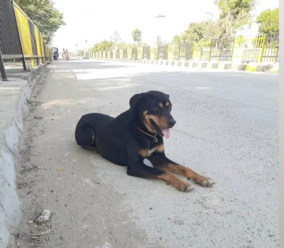 श्री नाकोड़ा जी तीर्थ पैदल यात्रा में श्वान भी शामिल,बना कौतुहल