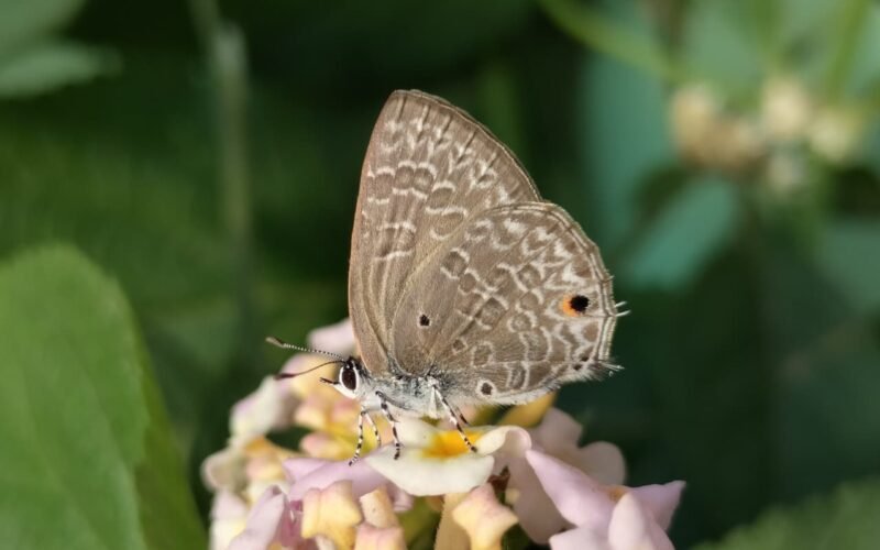 राजस्थान की तितली जैवविविधता में ऐतिहासिक उपलब्धि