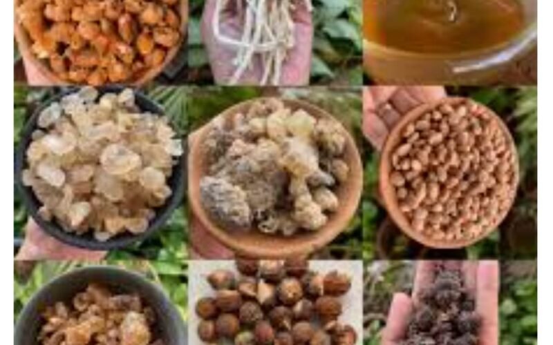 उदयपुर में पहली बार सजेगा “वन मेला-2026”