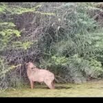 गुरु कमल चंद्रोशन गौ सेवा ट्रस्ट ने किया घायल नीलगाय का सफलतम रेस्क्यू