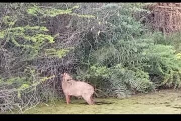 गुरु कमल चंद्रोशन गौ सेवा ट्रस्ट ने किया घायल नीलगाय का सफलतम रेस्क्यू
