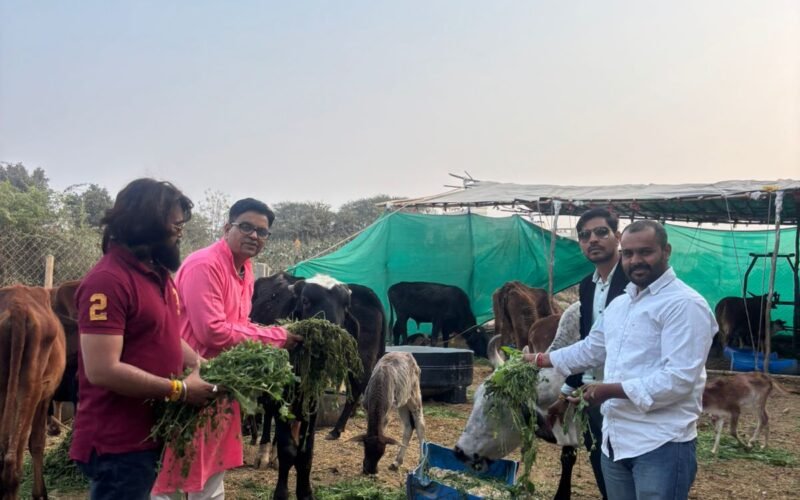 अपनाघर गौशाला में गौ माता को खिलाई घास