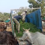 गौ सेवा के साथ मनाया राष्ट्र संत परम गौ भक्त कमल मुनि कमलेश का जन्मोत्सव