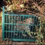 शिकार के लालच में खुद फंसा शिकारी