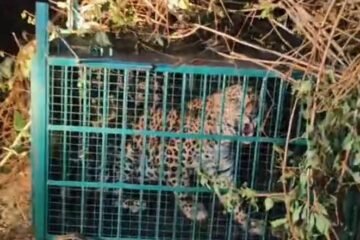 शिकार के लालच में खुद फंसा शिकारी