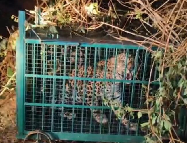 शिकार के लालच में खुद फंसा शिकारी