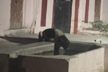 देवगढ़ मे वन्य जीवो से नागरिकों मे डर का माहौल