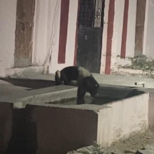 देवगढ़ मे वन्य जीवो से नागरिकों मे डर का माहौल