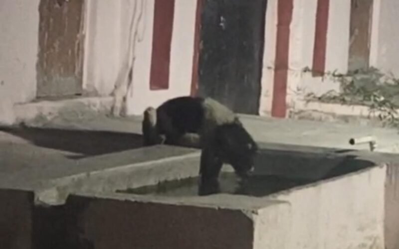 देवगढ़ मे वन्य जीवो से नागरिकों मे डर का माहौल