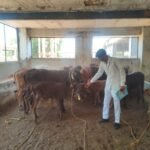 पशुओं को तापघात से बचाव हेतु एडवाइजरी जारी