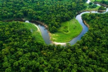 वन विभाग 10.26 लाख के पॉलिथिन बैग्स में तैयार करेगा पौध