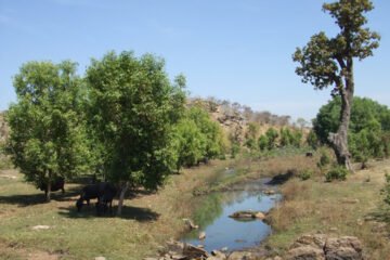 हरित क्रांति का अनूठा ‘वागड़ मॉडल’ – माही के टापुओं और अरावली की कंदराओं में ‘सीड बॉल व गुलैल’ से बीजारोपण