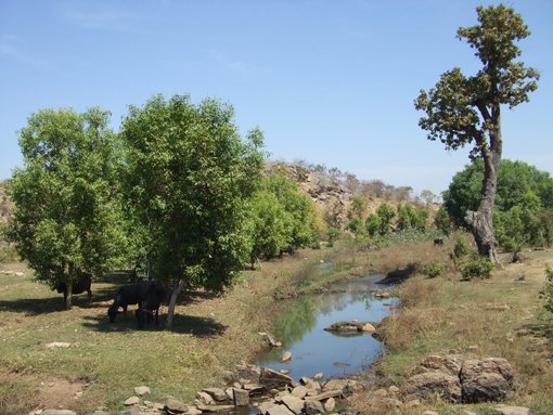हरित क्रांति का अनूठा ‘वागड़ मॉडल’ – माही के टापुओं और अरावली की कंदराओं में ‘सीड बॉल व गुलैल’ से बीजारोपण