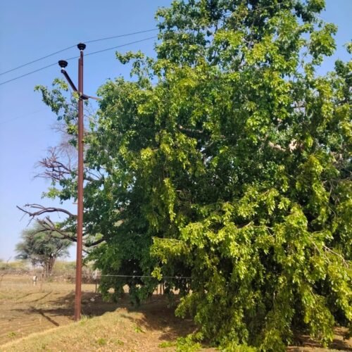 आंधी तूफान बिजली विभाग के लिए बना आफत, कई पेड़ गिरे लाइन पर