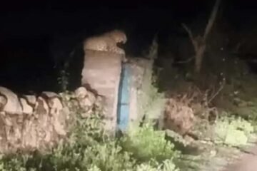 उदयपुर के बिठौली गांव में आए पैंथर से ग्रामीणों में दहशत