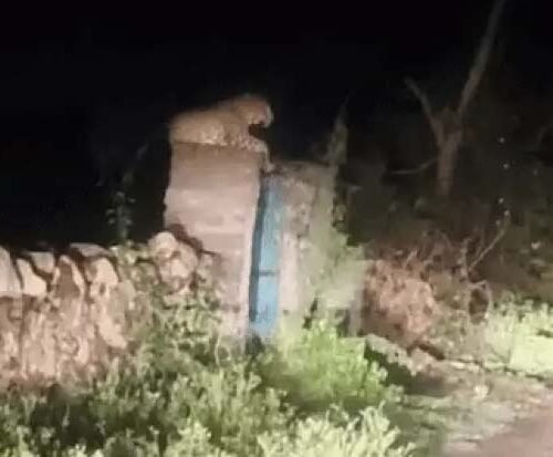 उदयपुर के बिठौली गांव में आए पैंथर से ग्रामीणों में दहशत