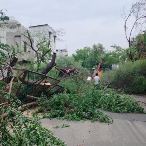 मदार नहर के रास्ते पर गिरा बडा पेड