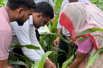 गिर्वा क्षेत्र के विभिन्न खेतों में कृषि विभाग ने किया रैपिड रोविंग सर्वे