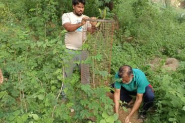 दावल शाह दरगाह में पौधारोपण अभियान, चावंड के मौतवीर नौजवान कमेटी ने लिया पर्यावरण संरक्षण का संकल्प