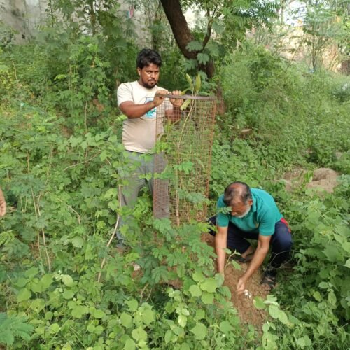 दावल शाह दरगाह में पौधारोपण अभियान, चावंड के मौतवीर नौजवान कमेटी ने लिया पर्यावरण संरक्षण का संकल्प