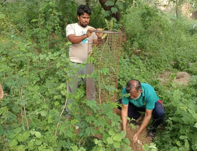 दावल शाह दरगाह में पौधारोपण अभियान, चावंड के मौतवीर नौजवान कमेटी ने लिया पर्यावरण संरक्षण का संकल्प