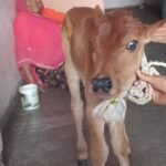सेक्स सॉर्टेड सीमन तकनीक से गीर नस्ल की बछड़ी का जन्म