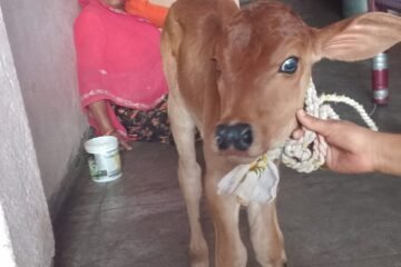 सेक्स सॉर्टेड सीमन तकनीक से गीर नस्ल की बछड़ी का जन्म