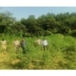 कोटड़ा में ‘जागृति’ अभियान के तहत कार्रवाई: वाकल नदी किनारे 192 किलो अवैध गांजा जब्त