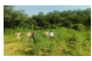 कोटड़ा में ‘जागृति’ अभियान के तहत कार्रवाई: वाकल नदी किनारे 192 किलो अवैध गांजा जब्त
