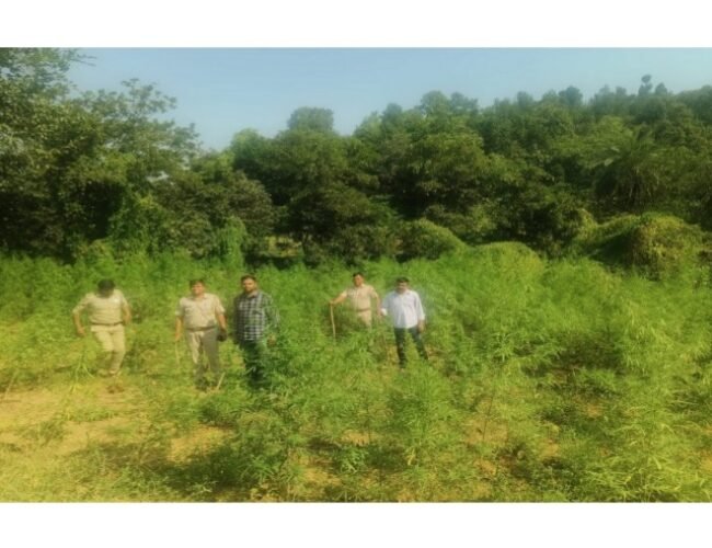 कोटड़ा में ‘जागृति’ अभियान के तहत कार्रवाई: वाकल नदी किनारे 192 किलो अवैध गांजा जब्त