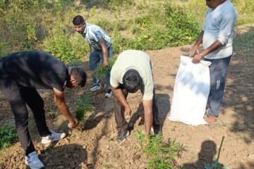 उदयपुर: मांडवा पुलिस और DST का बड़ा ऑपरेशन, 11 क्विंटल गांजा-भांग की खेती नष्ट