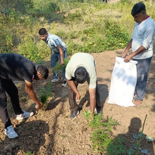 उदयपुर: मांडवा पुलिस और DST का बड़ा ऑपरेशन, 11 क्विंटल गांजा-भांग की खेती नष्ट