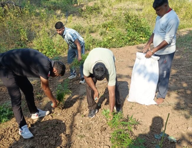 उदयपुर: मांडवा पुलिस और DST का बड़ा ऑपरेशन, 11 क्विंटल गांजा-भांग की खेती नष्ट
