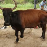 नारायण सेवा संस्थान की पहल: अब कृत्रिम पैर के सहारे चलेगी दिव्यांग गोमाता
