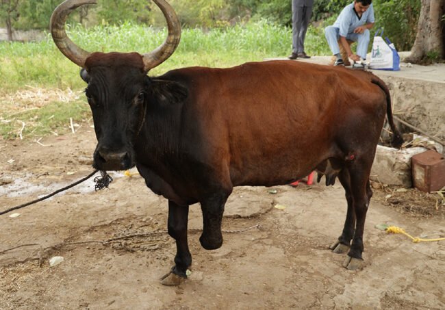 नारायण सेवा संस्थान की पहल: अब कृत्रिम पैर के सहारे चलेगी दिव्यांग गोमाता