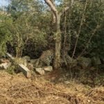 पैंथर की तारबंदी में फंसने से मृत्यु, मेडिकल बोर्ड ने किया पोस्टमार्टम