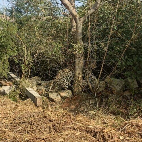 पैंथर की तारबंदी में फंसने से मृत्यु, मेडिकल बोर्ड ने किया पोस्टमार्टम