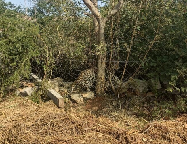 पैंथर की तारबंदी में फंसने से मृत्यु, मेडिकल बोर्ड ने किया पोस्टमार्टम